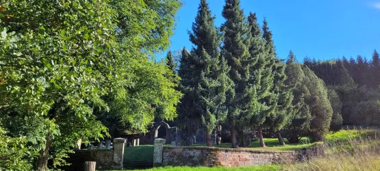 Eine ruhige Landschaft mit hohen grünen Tannen und klarem Himmel. Im Hintergrund sind einige Gebäude und eine Steinmauer sichtbar.