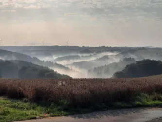 Blick in den Pfälzerwald