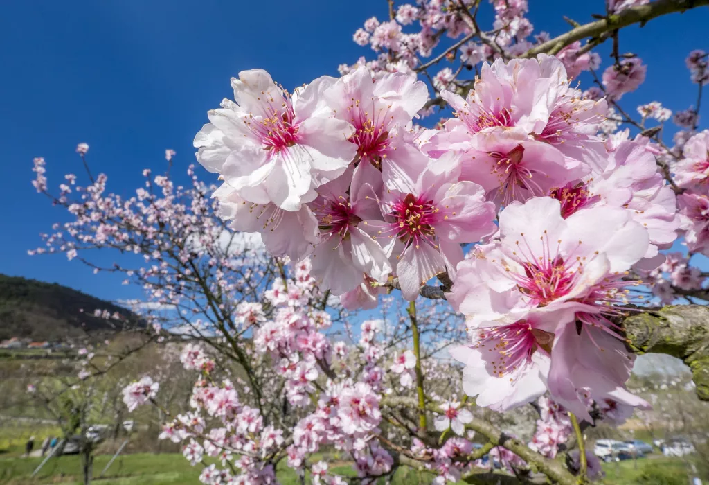 Mandelblüte an der Weinstraße