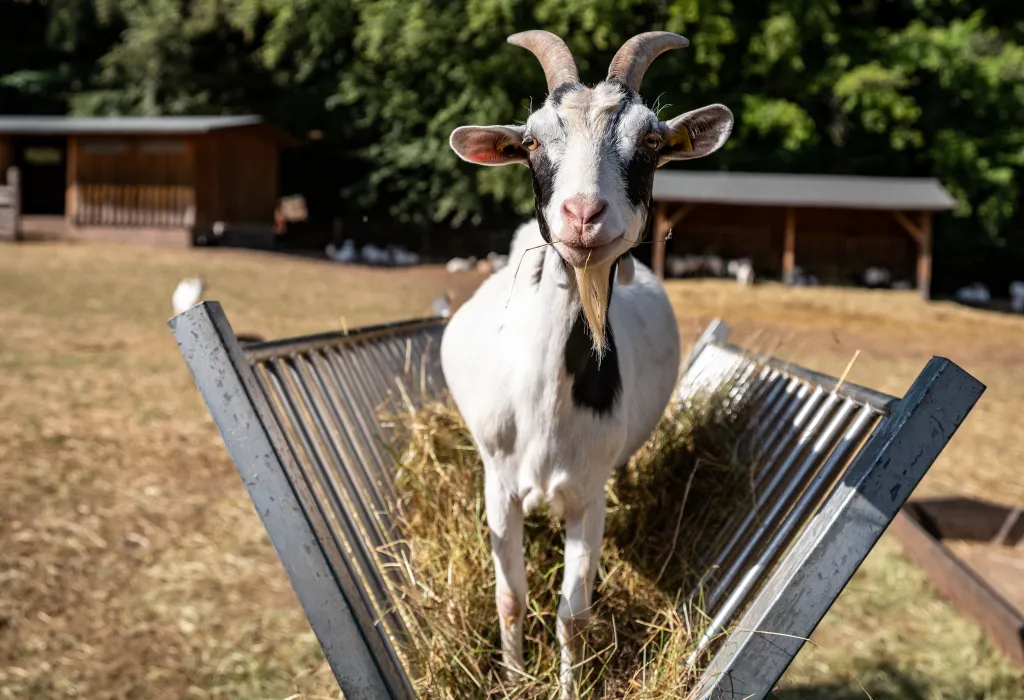 Tierische Begegnungen im Wild- und Wanderpark Silz