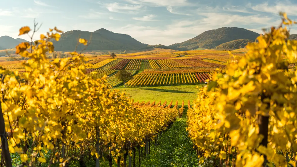 Herbstliches Weinland an der Kleinen Kalmit