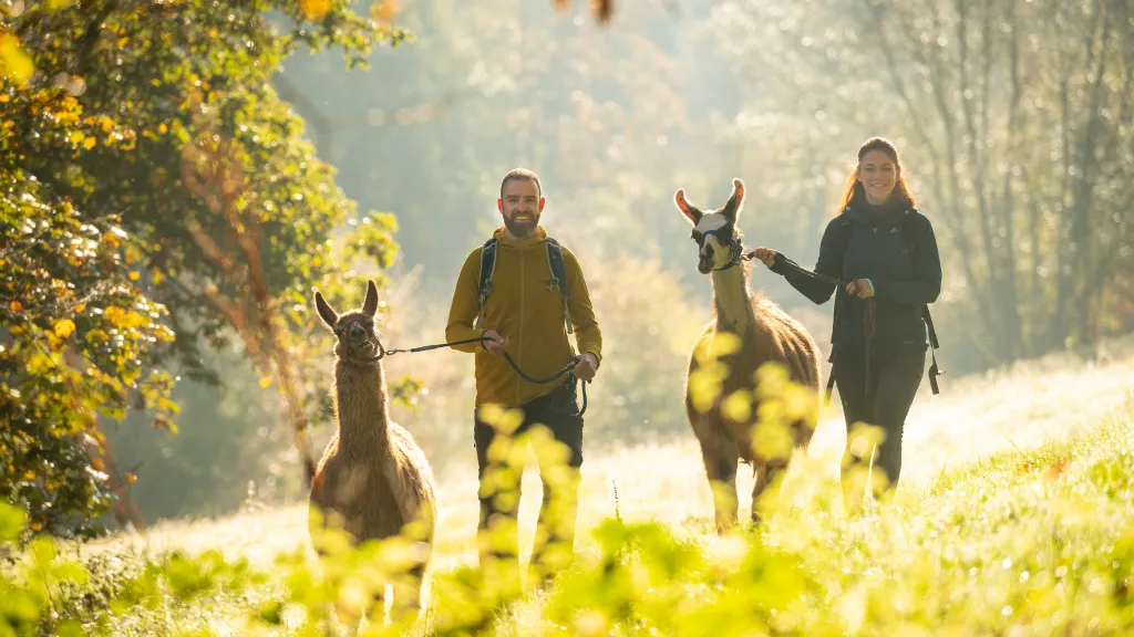 Pärchen wandert mit zwei Lamas über eine Wiese