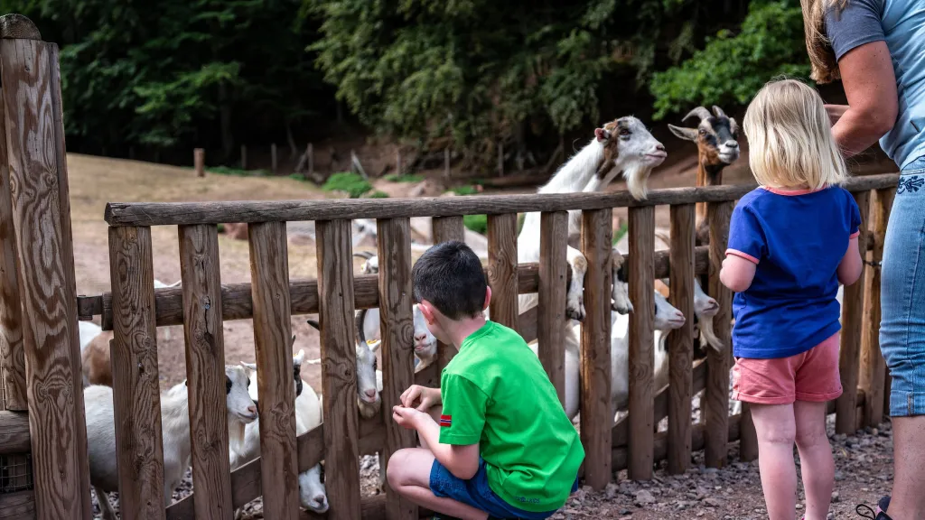 Kinder füttern Ziegen im Wild- und Wanderpark Silz