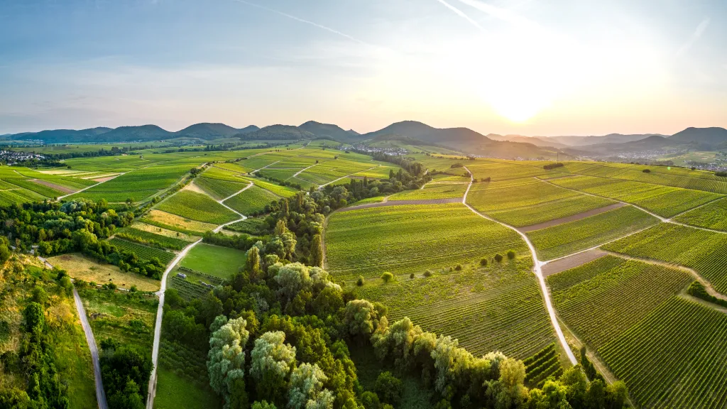 Weinberge in Landau-Land mit Blick auf den Haardtrand