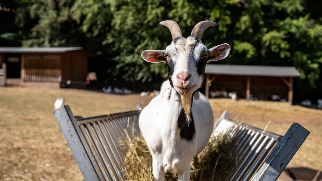Eine Ziege steht im Stroh und schaut in die Kamera