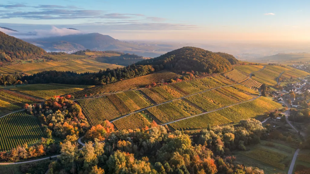 Panorama der Weinlage Kastanienbusch im Herbst. Die Hügel des Haadtrands erstrahlen in bunten Farben 