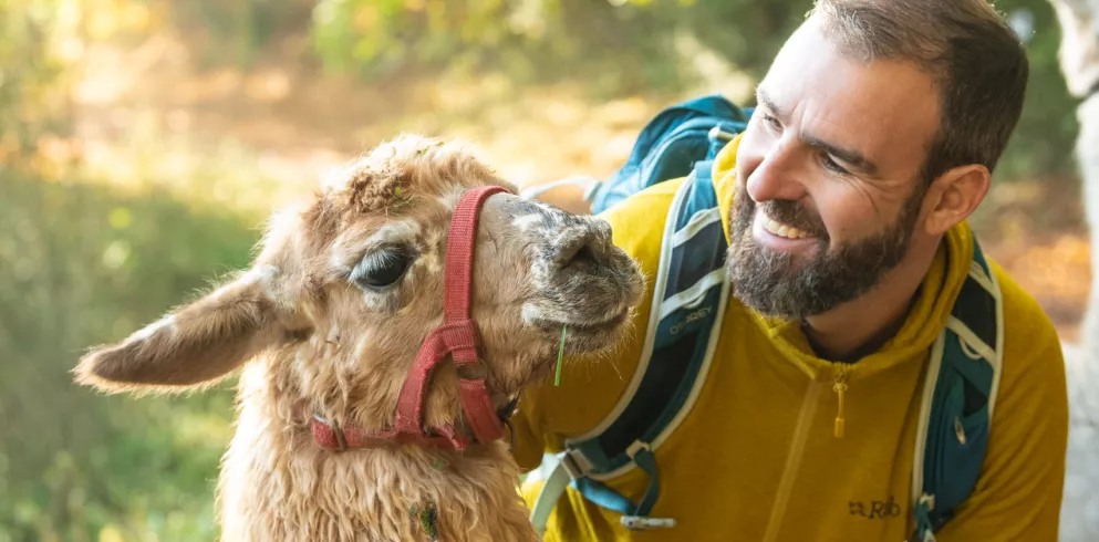 Braunes Lama mit Mann, die sich anschauen