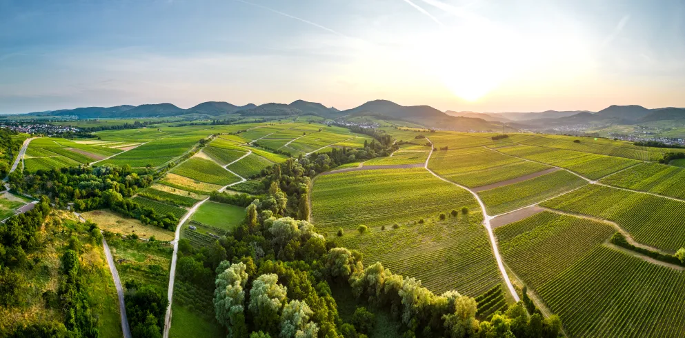 Weinberge in Landau-Land mit Blick auf den Haardtrand