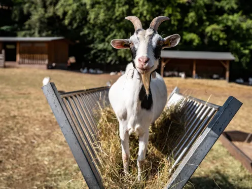 Tierische Begegnungen im Wild- und Wanderpark Silz