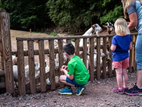 Kinder füttern Ziegen im Wild- und Wanderpark Silz