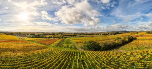 Weinberge bei Kapellen-Drusweiler