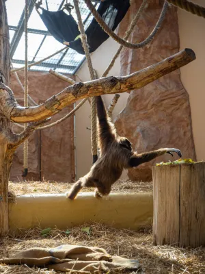 Affe turnt im Landauer Zoo