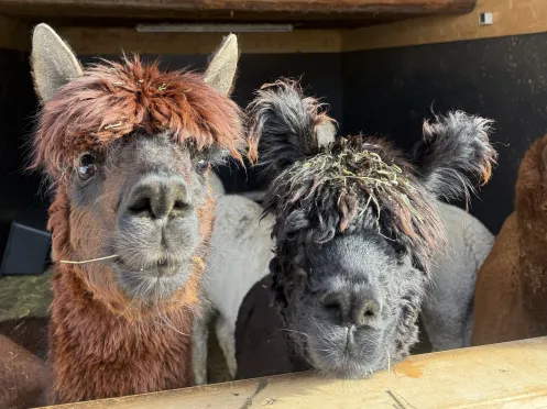 Zwei Lamas schauen aus dem Stall raus
