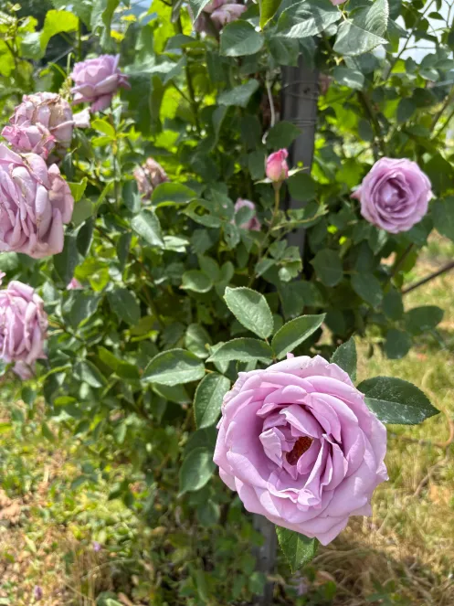 Zart lila blühende Rosen mitten im Weinberg