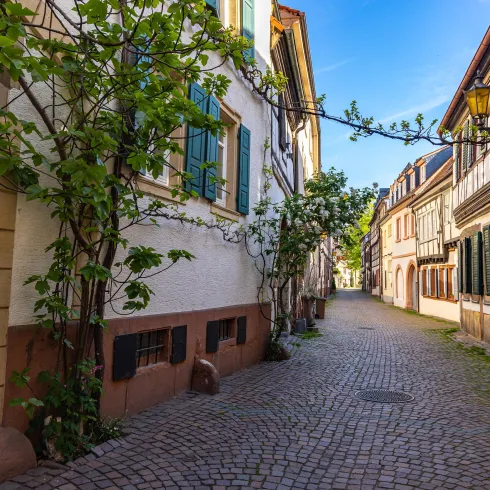 Eine malerische Straße mit charmanten Häusern und einer Pflanze, die an einer Wand wächst. Die schmalen Gassen sind gepflastert und laden zu einem Spaziergang ein.