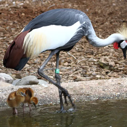 Küken Kronenkraniche