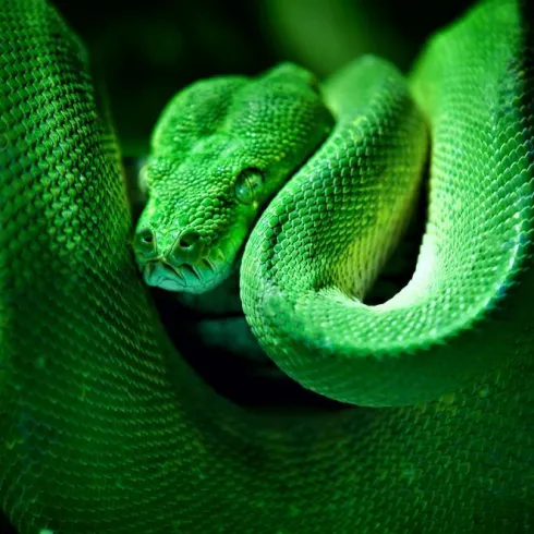 Schlange (© Reptilium Landau_Fotograf H. Kröher) Schlange (© Reptilium Landau_Fotograf H. Kröher)