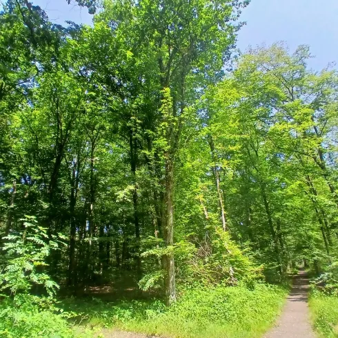 Ein schmaler Weg führt durch einen dichten, grünen Wald. Die Bäume sind hoch und bieten viel Schatten unter einem klaren blauen Himmel.