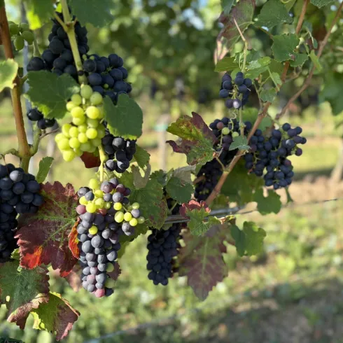 Eine Traube mit reifen schwarzen und grünen Weintrauben wächst im Weinberg. Im Hintergrund sind sanfte Hügel und Pflanzen zu sehen.