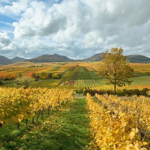 Schönste Weinsicht 2020