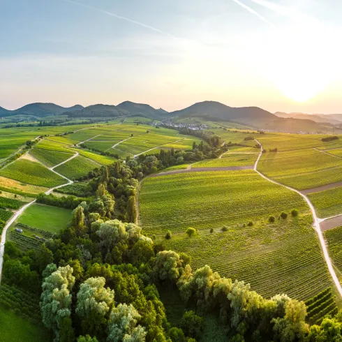 Weinberge in Landau-Land mit Blick auf den Haardtrand