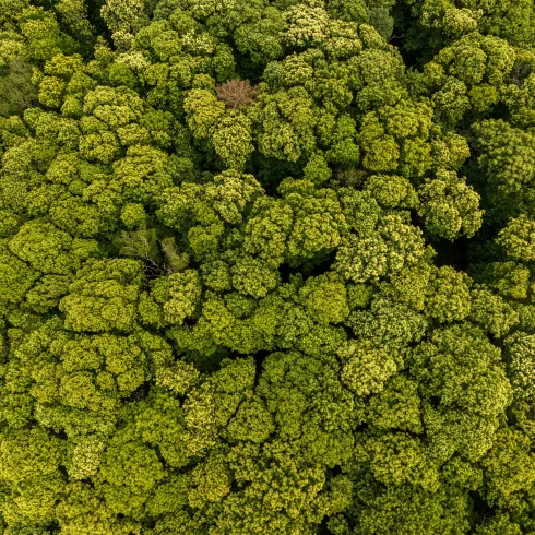 Kastanienblüte in der Pfalz