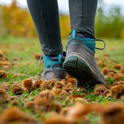 Eine Person mit Wanderschuhen läuft über einen mit Kastanien bedeckten Boden